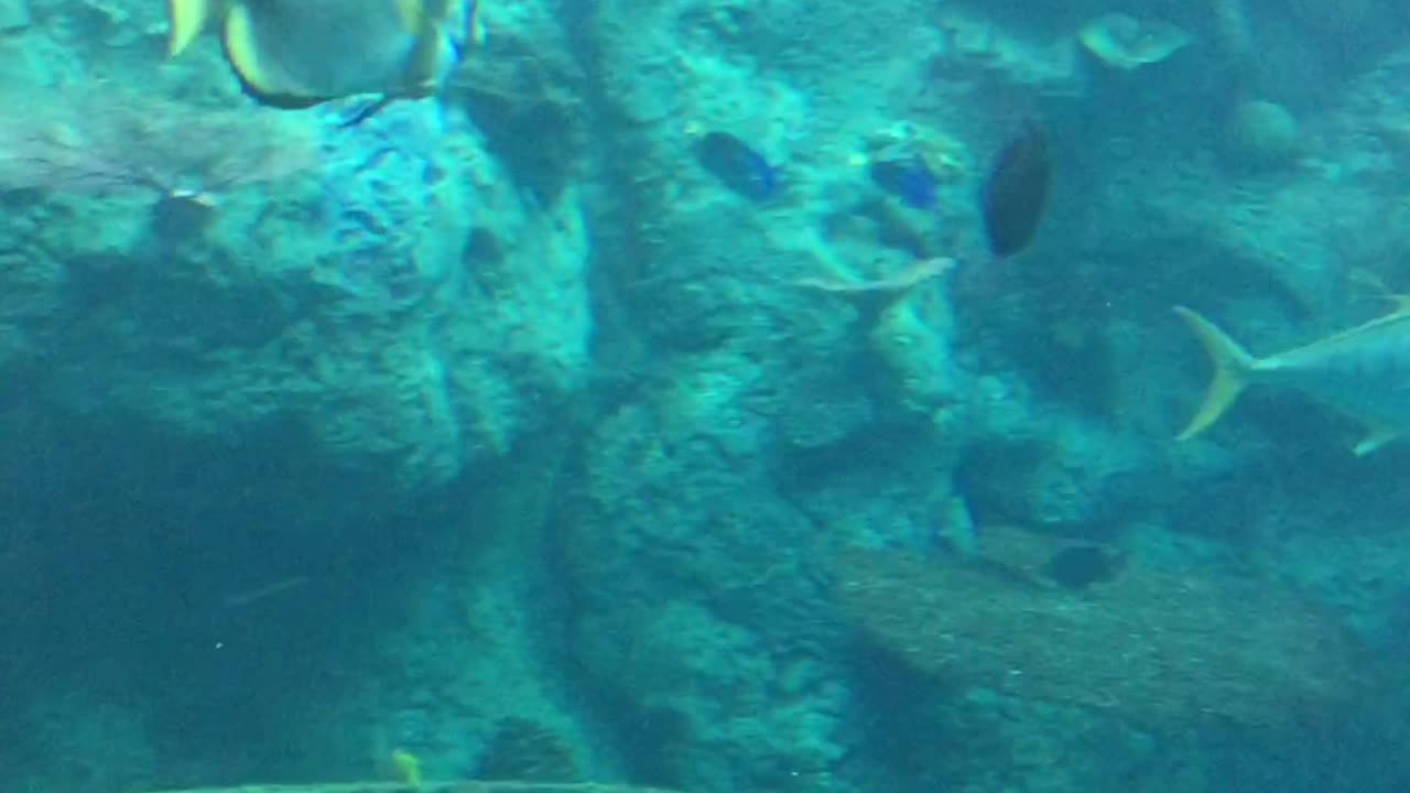 Looking at some Fishes at the Aquarium of the Pacific! #shorts