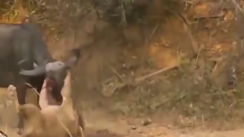 Buffalo_killed_lion😱._#Lion_attack_buffalo.#animal_attack(360p)