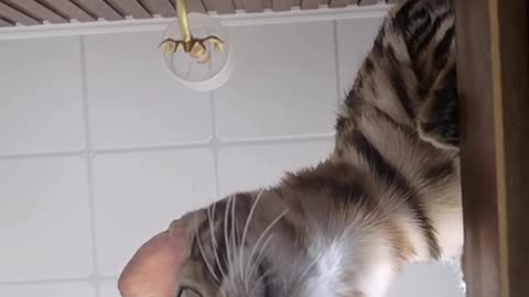 big eye cat