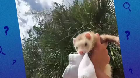 Where is this Ferret Hiding ours Socks!! Mystery Animals