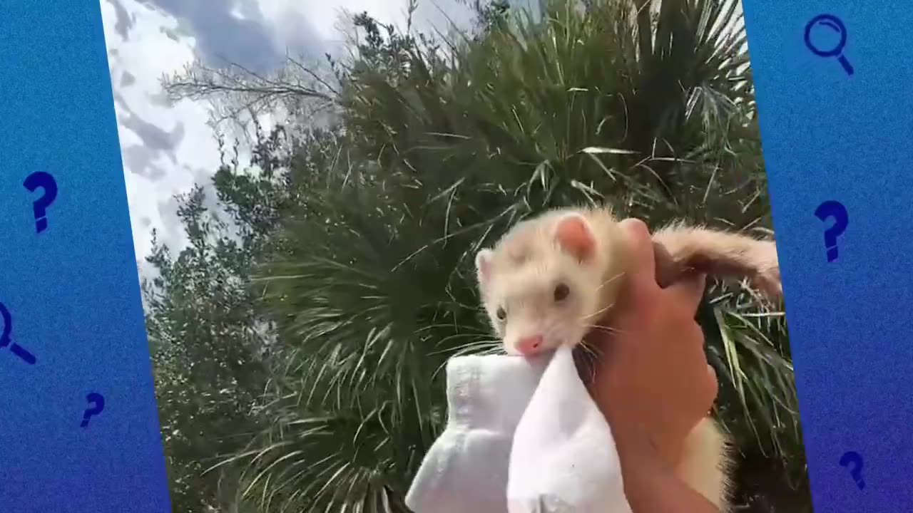 Where is this Ferret Hiding ours Socks!! Mystery Animals