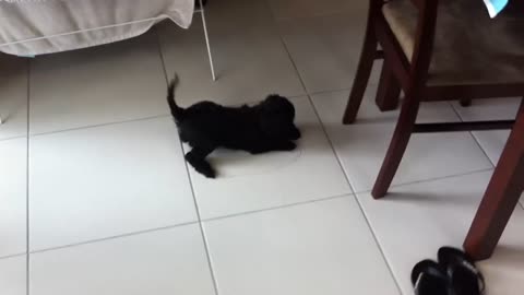 Cute puppy with ball.MOV puppies
