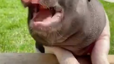 my favourite funny piggu pet animal