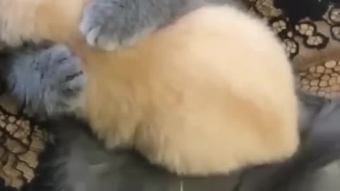 Cute Cat Video #cutecat #catmommy #viralvideo
