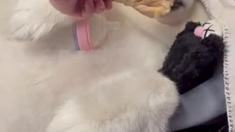 Dog eating lettuce thinking it is chicken. Being deceived by its owner, very funny.
