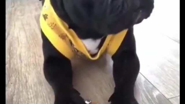Don't laugh that's smart bdog