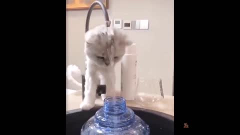 Funniest Animals - Best Of The 2021 Funny Animal Videos #68