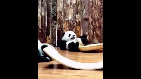 Aww-mazing Moments | Baby Animals Funny and Cute Compilation - Get Ready to Aww and Laugh! 😄❤️#7