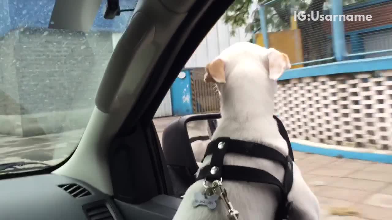 Music white dog black collar sticks head out of window while driving past graffiti