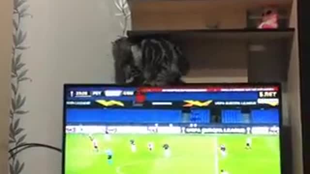 Funny Cat messed with his owner TV