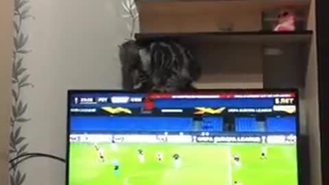 Funny Cat messed with his owner TV