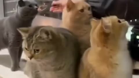 cute cats