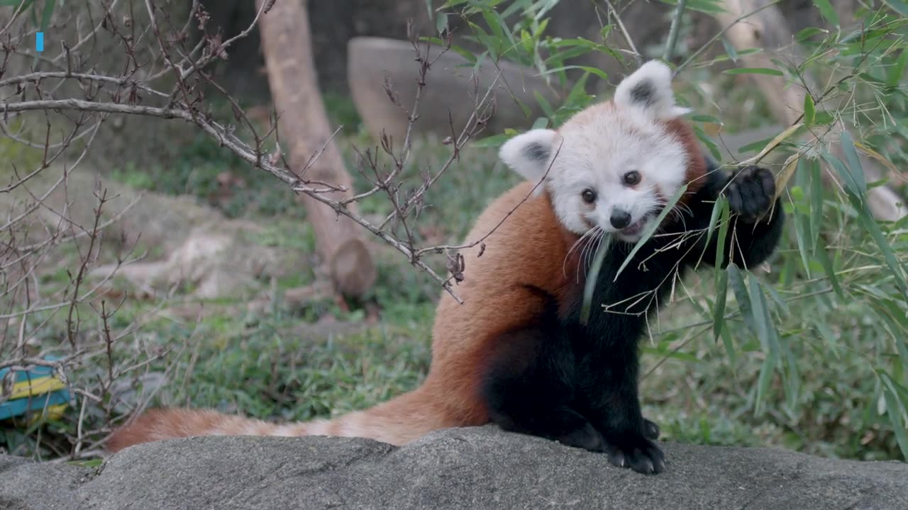 #NatZooZen: Red Panda Puzzle Feeder Enrichment