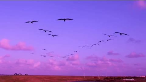 Wild Animals Hanging on the blue sky Outdoors in Forest, Footage of Macaques