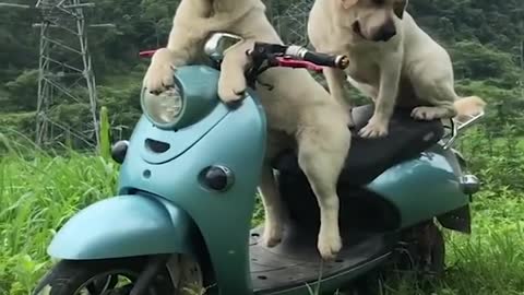 Funniest and Cutest Labrador Puppies@Funny puppy video