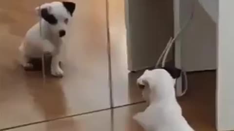 Puppy Doing Cute Acts Looking at Himself in the Mirror #shorts #viral #shortsvideo #video