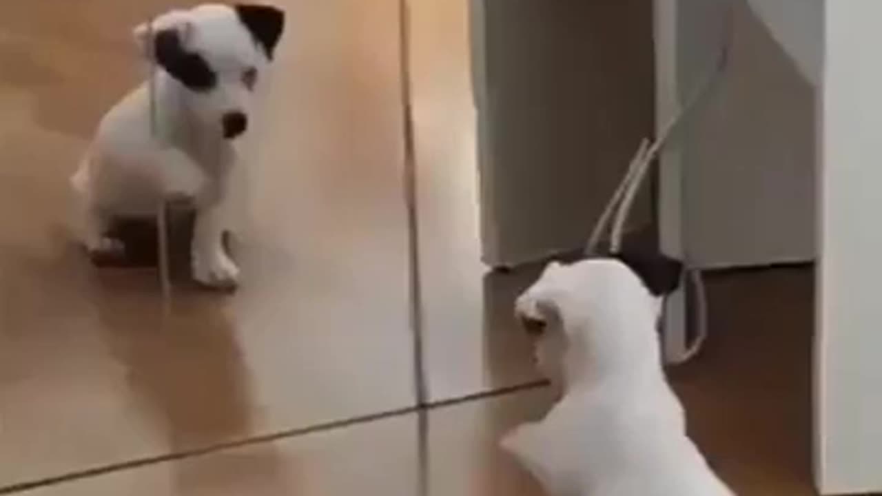Puppy Doing Cute Acts Looking at Himself in the Mirror #shorts #viral #shortsvideo #video