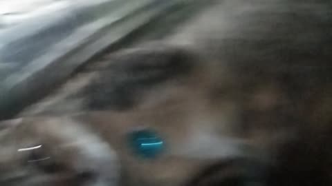 Cat sleep