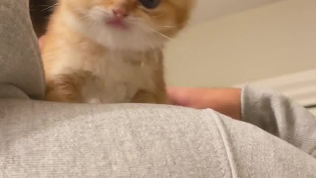 Adorable Kitty