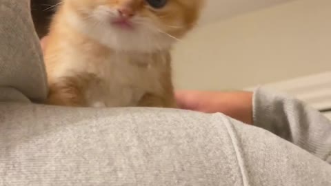 Adorable Kitty