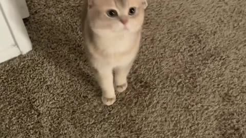 Oh, you scared me funny videos