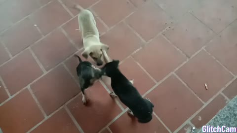 Lovely puppies. I love animals