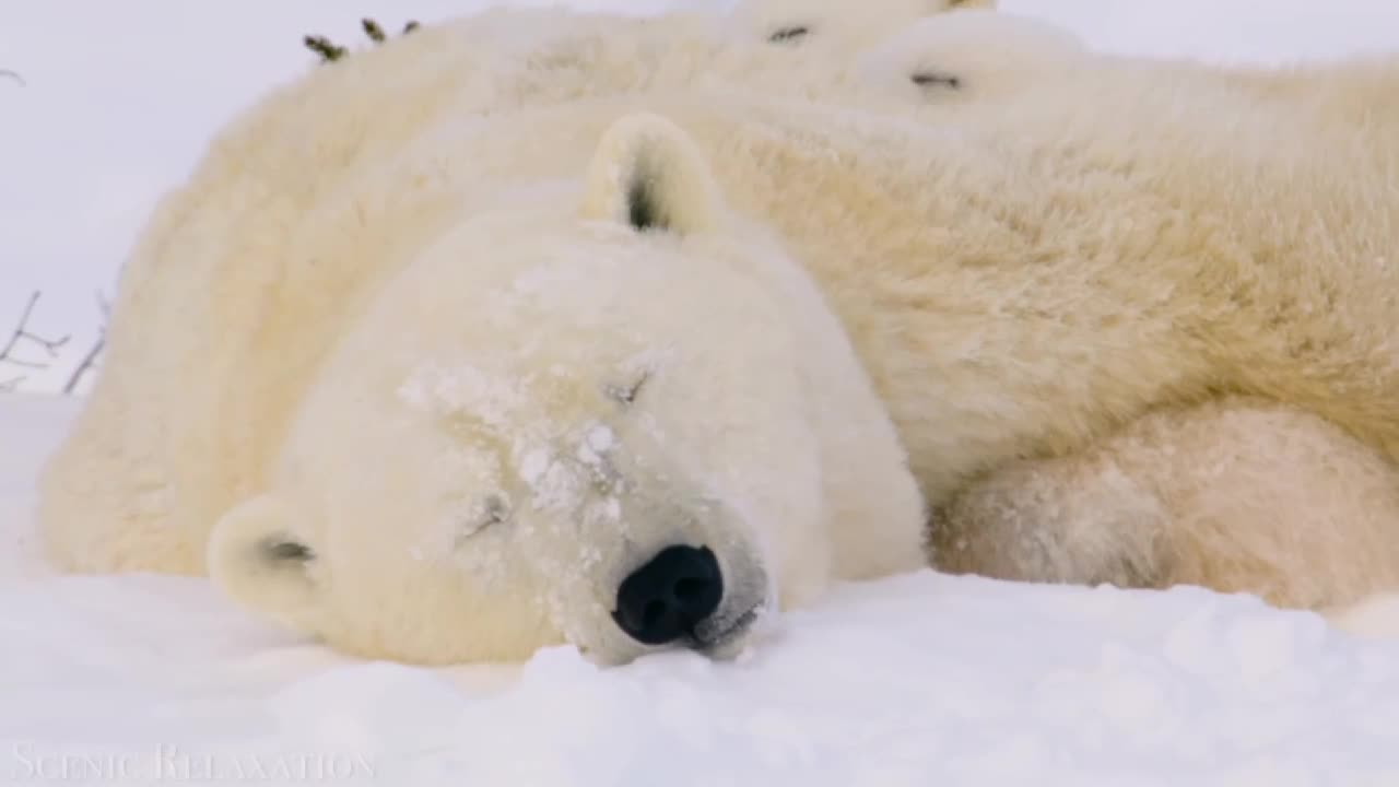 Animals are taking Relax