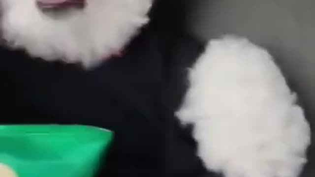 🤣 FUNNY DOGS 🐶 ULTIMATE REACTIONS & BLOOPERS SHORTS CUTEST SUPER PETS ANIMALS | TRY NOT TO LAUGH 1