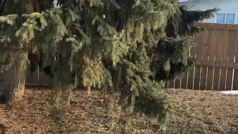 Magpie birds 🦅 lifted the food dish strongly 💪🏾