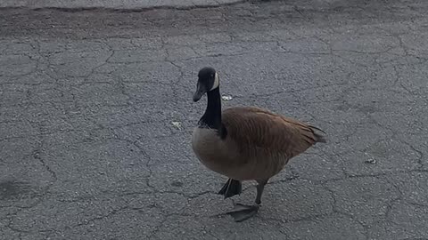 Breakfast with a goose