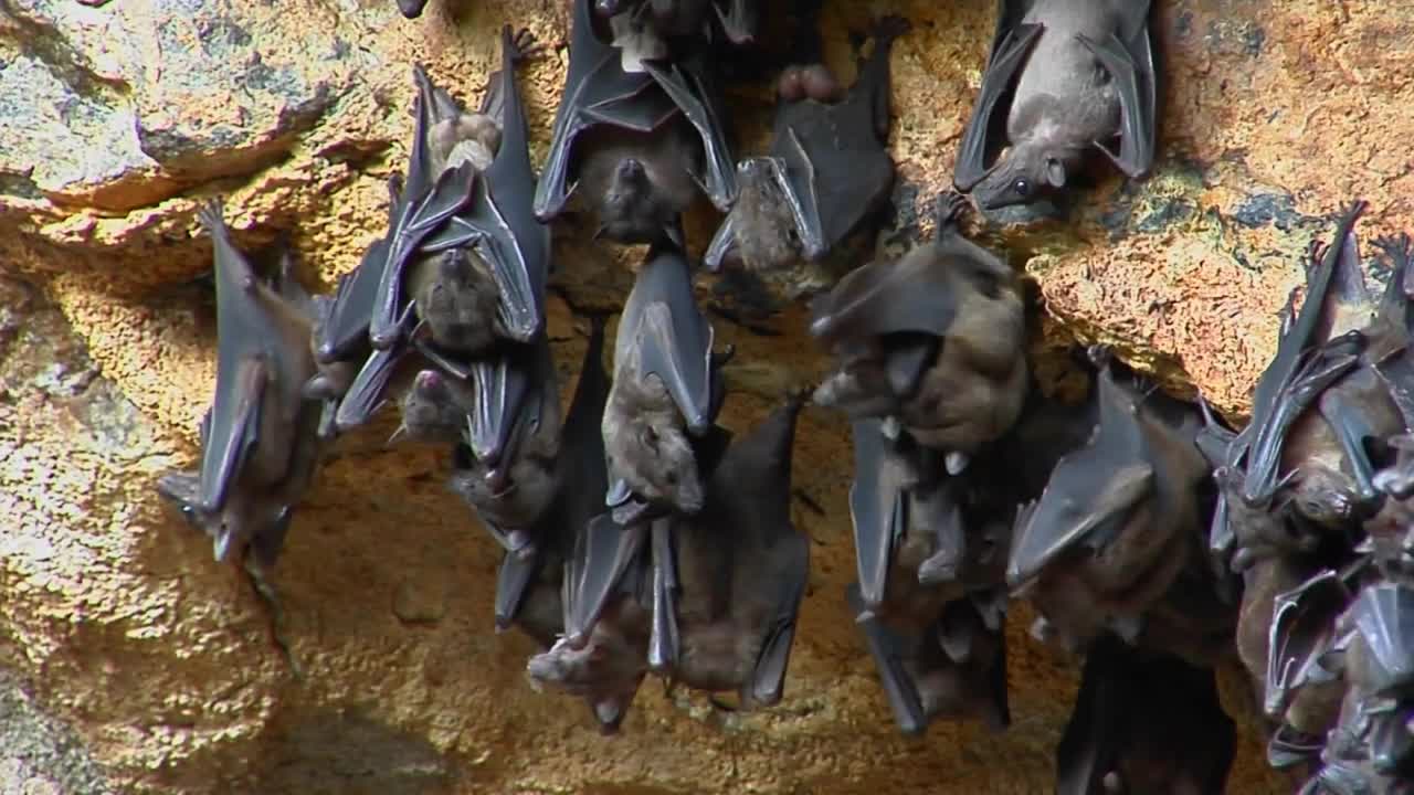 A groups of bats hang on a wall at the Pura Goa Lawah Temple, or the Bat Cave Temple in Indonesia