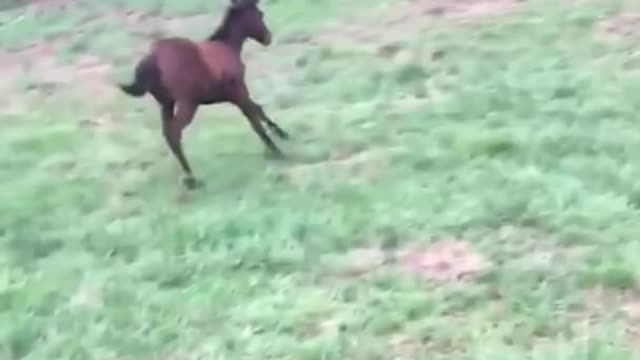 Funny Horses Videos