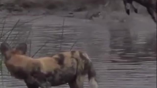 Africa wild dog.. Beast at water...