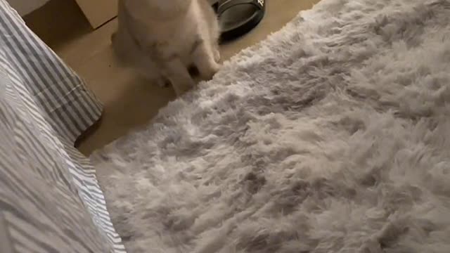 A bottomless lake in a cat's eyes
