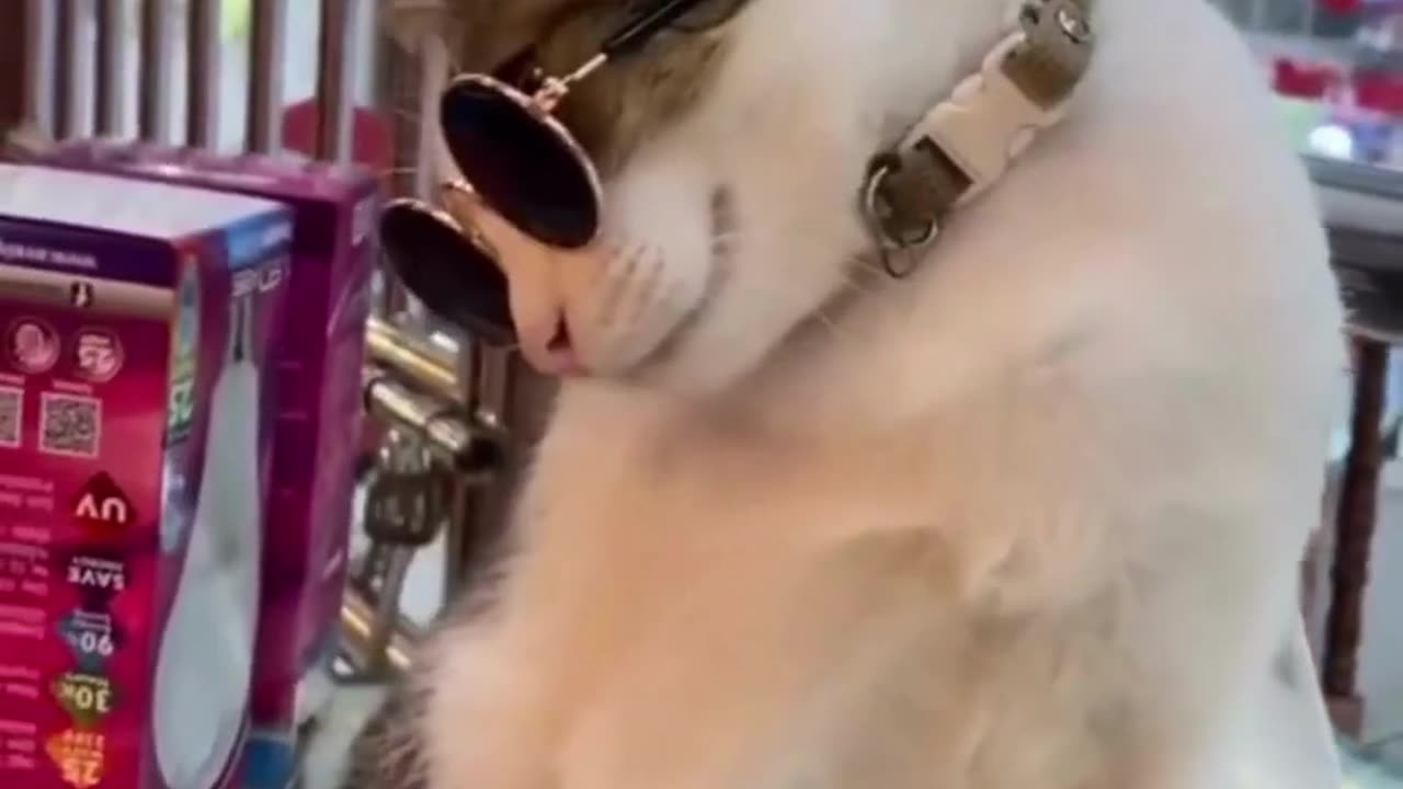 Cute chaos daily! πΎπ #Animals #pets #Funny #Reels #Shorts #Animalspoorly