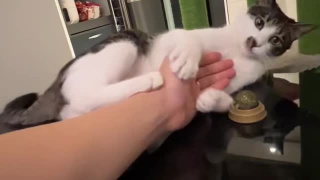 A cat acting cute.