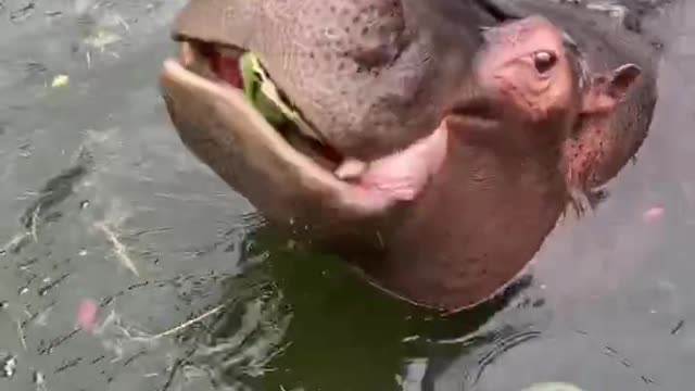 How does a hippo eat a watermelon