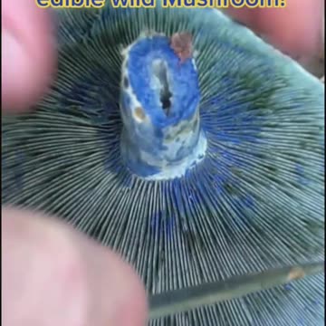 This Color Mushroom is RARE in the Forest!