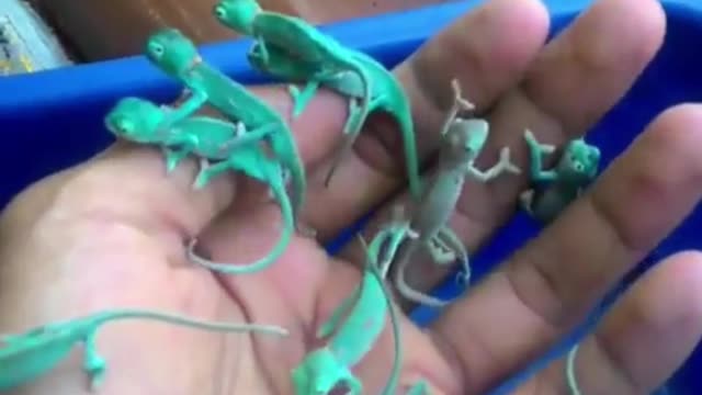 So many little chameleons