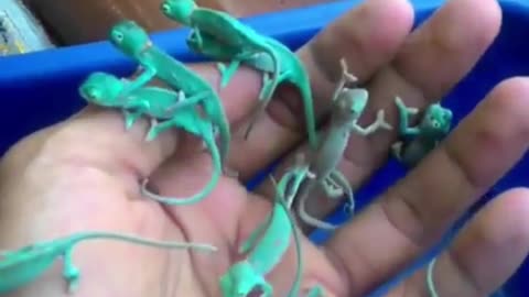 So many little chameleons