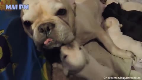 Cute mother dogs video.