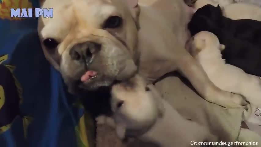 Cute mother dogs video.