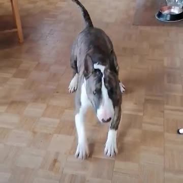 Funny dog is dancing around house. Barney Bullterrier is realy funny dog.