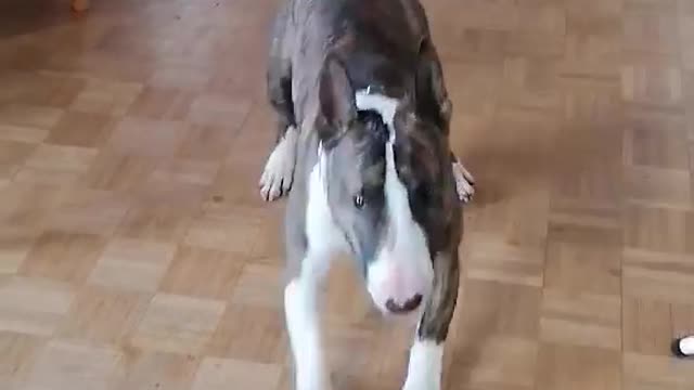 Funny dog is dancing around house. Barney Bullterrier is realy funny dog.