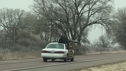 Transporting a Bull in a Car!