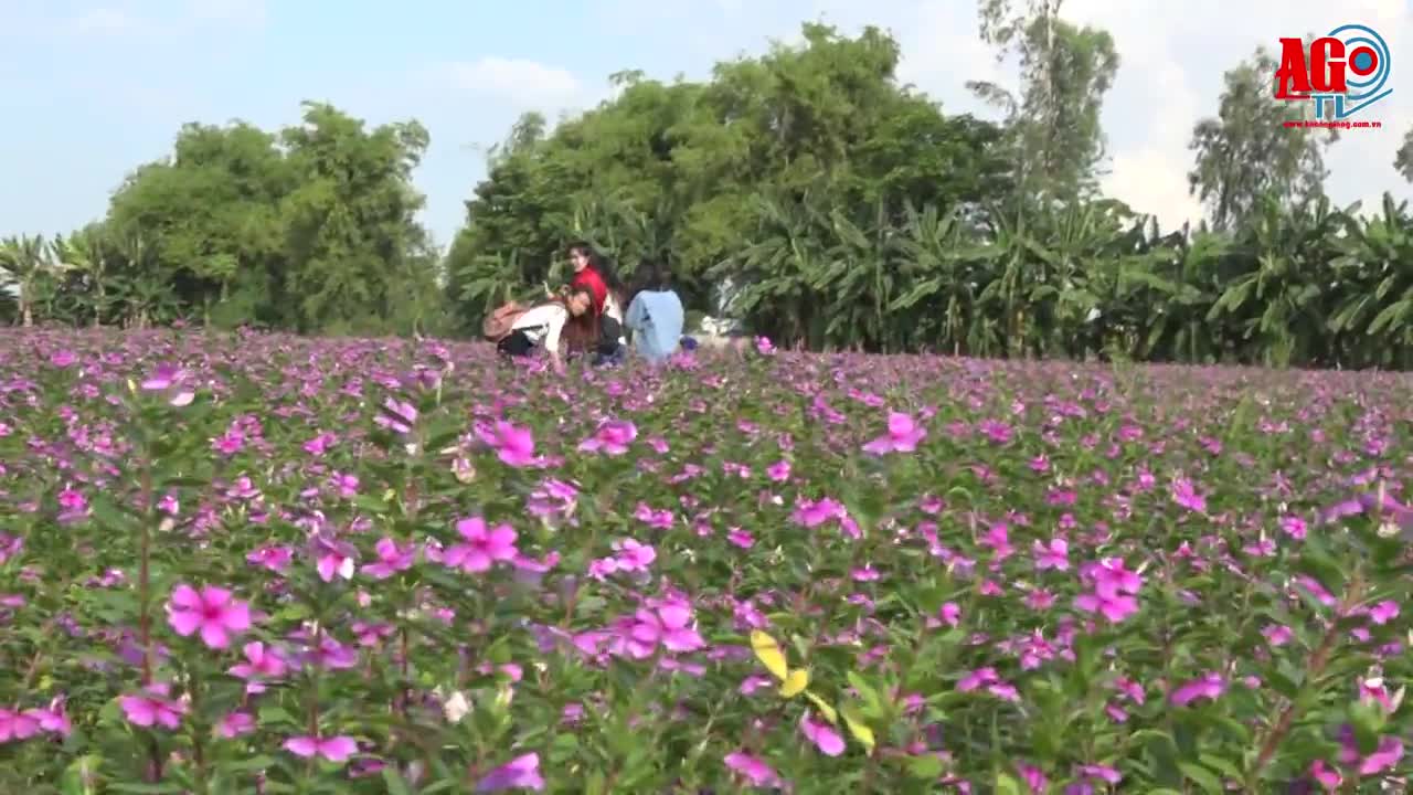 bông dừa cạn