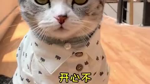Lovely Baby Cat, Funny cats 😹 Funny cat goes viral!