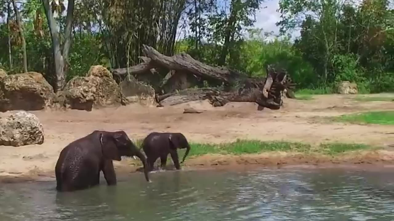 Cute Baby Elephant Takes A Bath at Disney's Animal Kingdom #Shorts