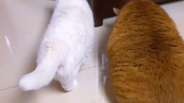 FunnyPetsToday，Funny Cat You Might Never See Before, part100