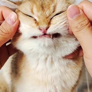 Little cats cute #pets #shorts #cats